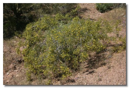 P (1)   Flowering Creosote Bush